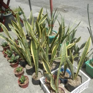 Growing Sansevieria Indoor Plant Vase