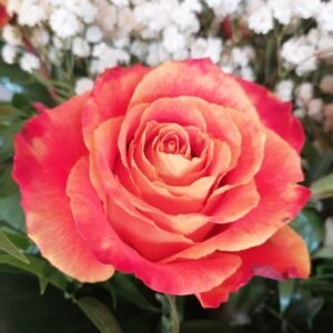 Romantic Red Rose Kiss Bouquet Collection